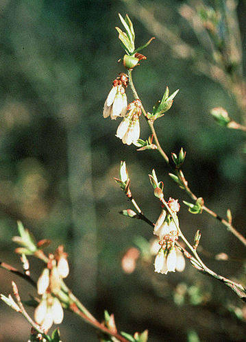 Vaccinium elliottii